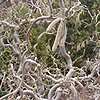 Corylus avellana (Nocciolo contorto)