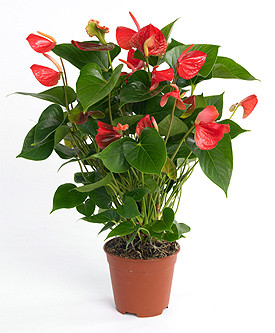 http://www.fiorisecchi.info/artefloreale/designer_elite/base_schedepianteinvaso/id51/anthurium_andreanum_red_coral1.jpg